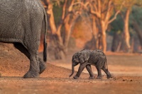 Slon africky - Loxodonta africana - African Bush Elephant o0756_2